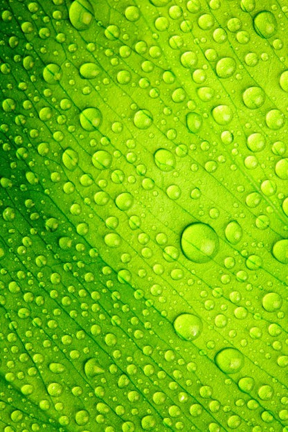 Green leaf drops