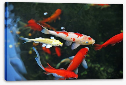 Koi swimming
