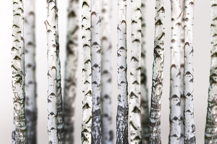 Birch beauty
