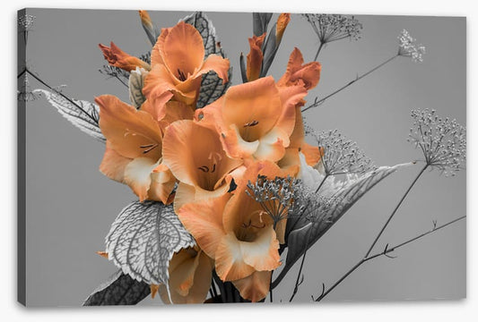 Gladiolus greys