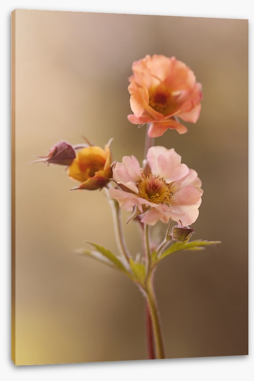 Geum mai tai