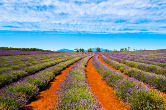 Bridestowe lavender