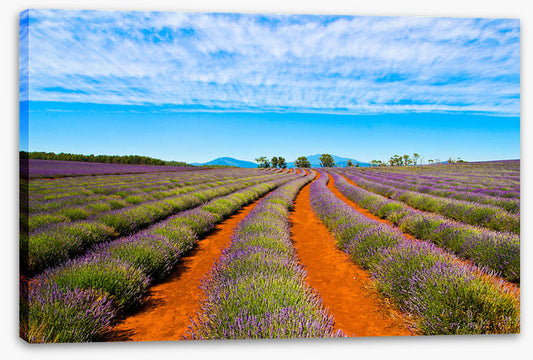 Bridestowe lavender