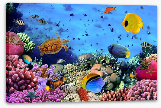 Fish / Aquatic