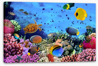 Coral life
