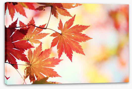 Leaves