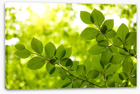 Leaves