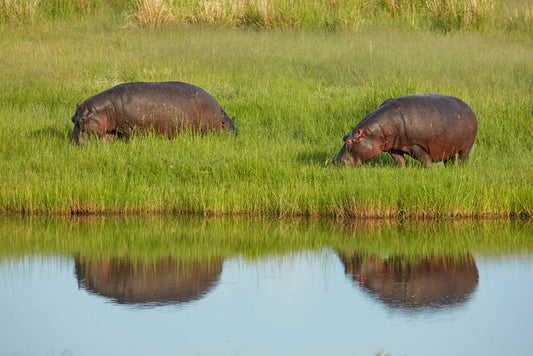 Hungry hippos
