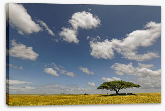 Alone in the grasslands
