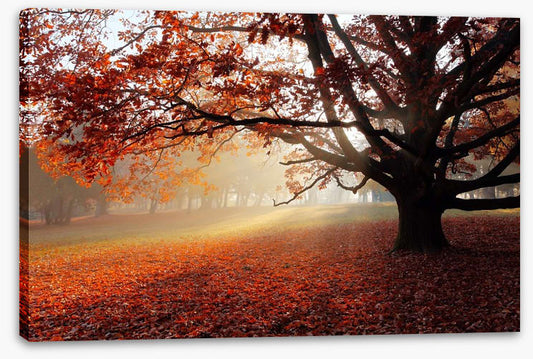 Alone in the Autumn park