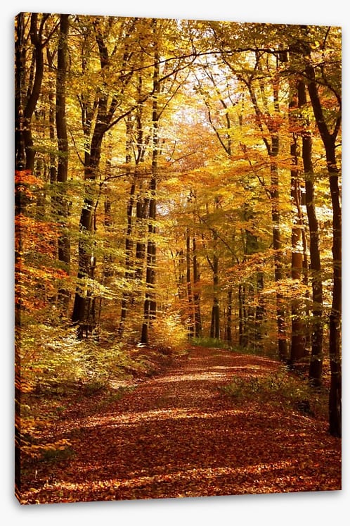 Autumn forest way