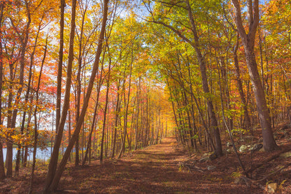 Following fall