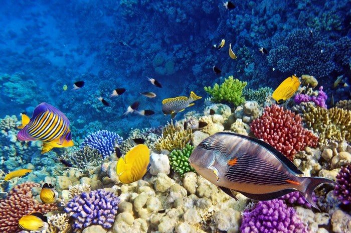 Life on the coral atoll