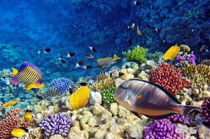 Life on the coral atoll