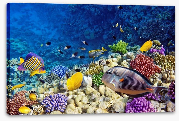 Life on the coral atoll
