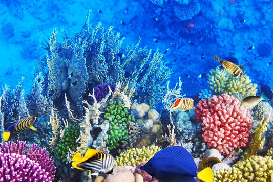 Vibrant coral and fish