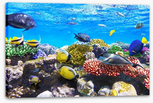 Coral meeting