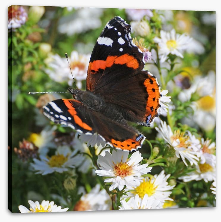 Insects