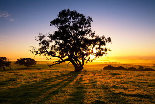 Trees