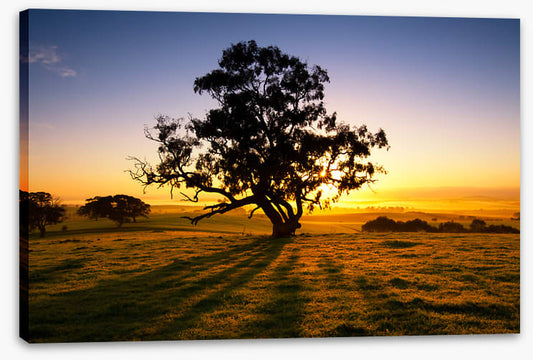 Trees