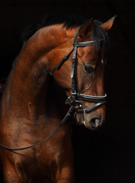 Trakehner bay