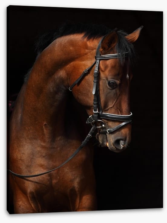 Trakehner bay