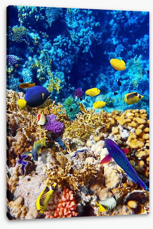Red Sea reef