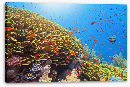 Golden cabbage coral