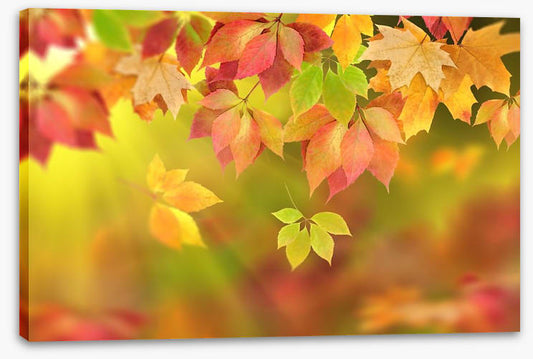 Fall