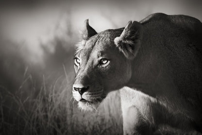 Stalking lioness
