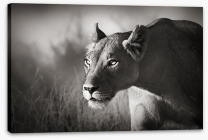 Stalking lioness