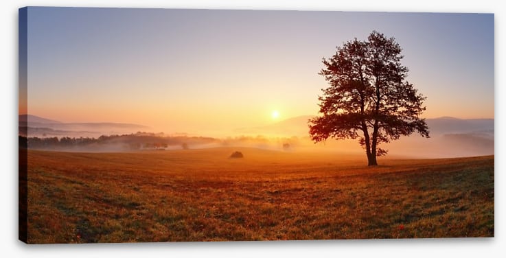 The alone tree