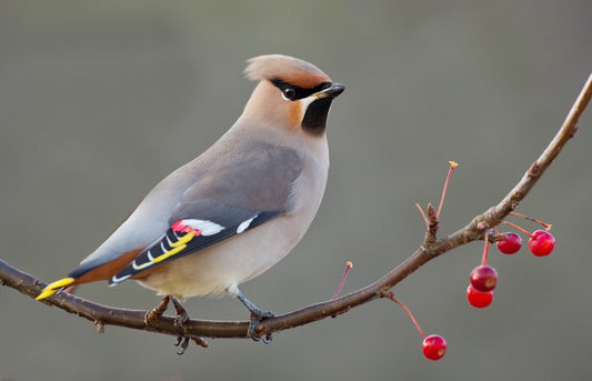 Bohemian waxwing