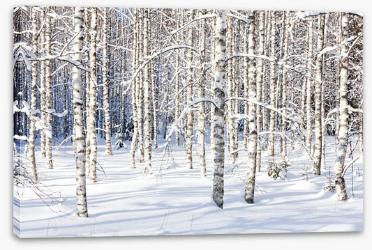 Forests