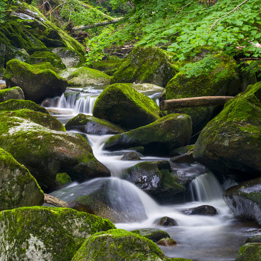Moss creek cascades