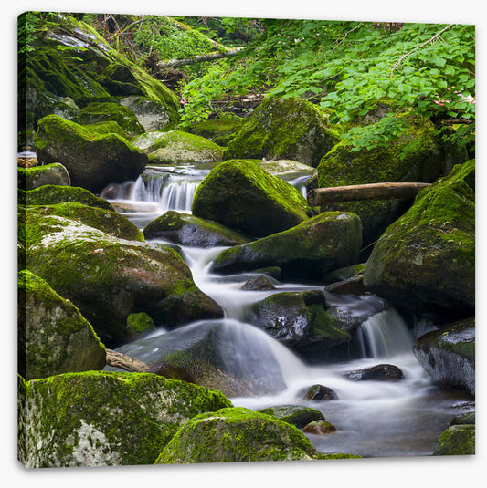 Moss creek cascades