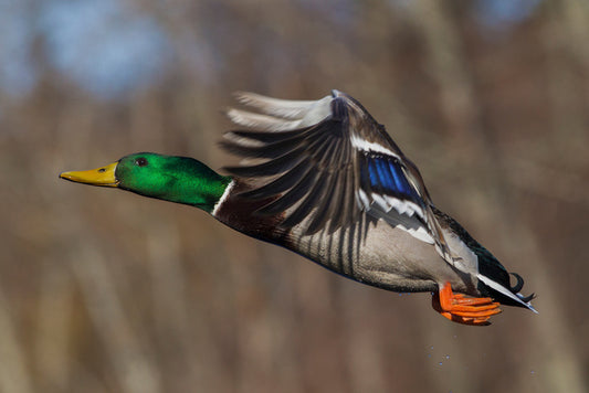 Flying duck
