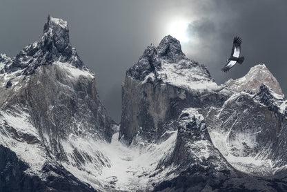 Flight of the condor