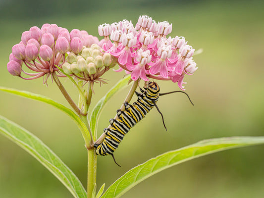 Insects