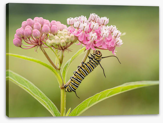 Insects