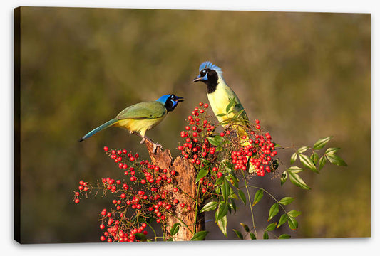 Birds