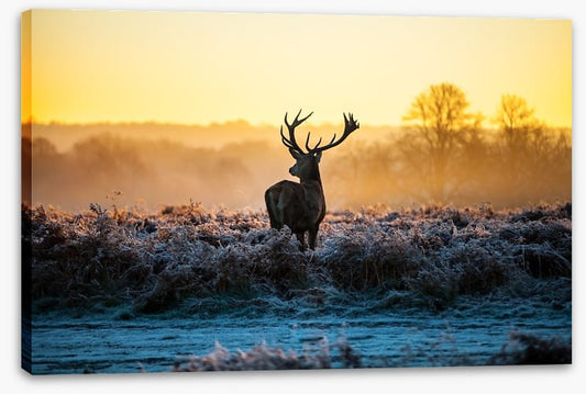 Deer in the mist