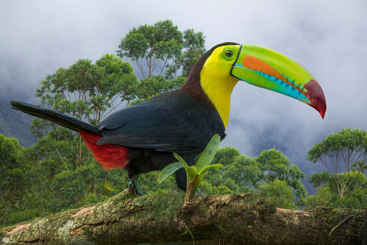 Birds