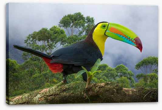 Birds