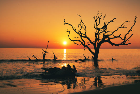 Driftwood Beach silhouettes