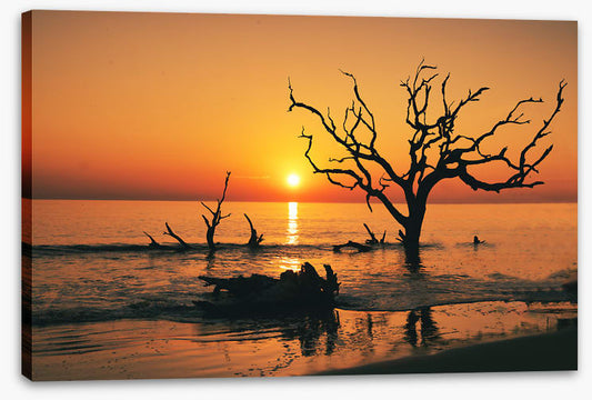 Driftwood Beach silhouettes