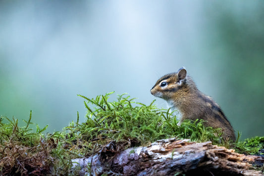Curious chipmunk