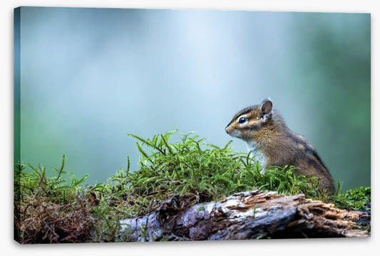 Curious chipmunk