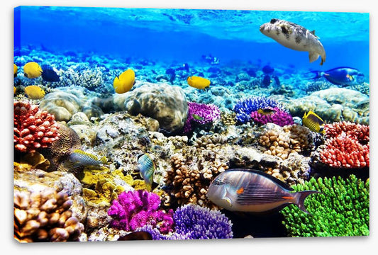 Life underwater