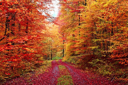 The vibrant forest